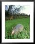 Nine-Banded Armadillo, Texas, Usa by Olaf Broders Limited Edition Print