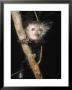 Aye-Aye, Warlock On Branch, Duke University Primate Center by David Haring Limited Edition Print