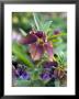 Helleborus X Hybridus And Pulmonaria (Elworthy Seedling) by Mark Bolton Limited Edition Print