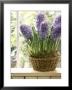 Hyacinthus (Hyacinth) In Basket On Windowsill by Lynne Brotchie Limited Edition Pricing Art Print