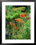 Orange Papaver (Poppy) Flowers In Combination With Carex Elata Aurea Bowles Golden Sedge by Ron Evans Limited Edition Pricing Art Print