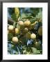 Plum Mirabelle De Nancy Golden Fruit On Tree by Michele Lamontagne Limited Edition Print