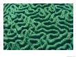 A Close View Of Bright Green Brain Coral by Todd Gipstein Limited Edition Pricing Art Print
