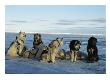 Dogsled Dogs Harnessed And Ready To Head Out With Their Musher by Norbert Rosing Limited Edition Print