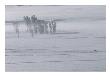 A Lone American Bison Stands On A Snowy Plain Near Cottonwood Trees by Tom Murphy Limited Edition Print