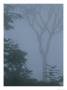 Delicate Trees Appear Out Of The Mist In A Rain Forest by Mattias Klum Limited Edition Print
