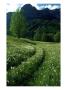 Meadow & Mountains, Grundlsee, Austria by Elfi Kluck Limited Edition Print