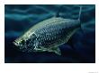 A Large Fish In The Water by George Grall Limited Edition Print