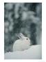 Snow Falls On A Snowshoe Hare In Its Winter Coat by Michael S. Quinton Limited Edition Pricing Art Print
