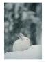Snow Falls On A Snowshoe Hare In Its Winter Coat by Michael S. Quinton Limited Edition Pricing Art Print