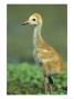 Juvenile Crane On Floridas Gulf Coast by Klaus Nigge Limited Edition Print