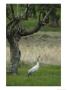 Common Crane Standing In Grass Under A Gnarled Tree by Klaus Nigge Limited Edition Print