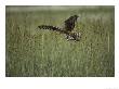 A Northern Harrier Hawk Clutches An Insect In Its Talons by Klaus Nigge Limited Edition Print