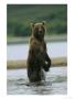 A Wet Brown Bear Stands In A River by Klaus Nigge Limited Edition Print