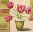 Potted Tulip by Claire Lerner Limited Edition Print
