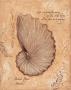 Brown Paper Nautilus by Stephanie Marrott Limited Edition Print