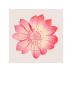 Pink Flowers Iii by Katja Marzahn Limited Edition Print