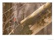 A Red-Bellied Woodpecker (Melanerpes Carolinus) Sits On A Tree Branch by Joel Sartore Limited Edition Print