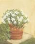 White Flowers In Bucket by Cuca Garcia Limited Edition Print