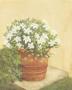 White Flowers In Bucket by Cuca Garcia Limited Edition Print