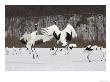 Endangered Red-Crowned Cranes (Grus Japonensis) In Snowy Mating Dance by Roy Toft Limited Edition Print