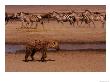 A Spotted Hyena Walks Near A Herd Of Zebras (Crocuta Crocuta) by Roy Toft Limited Edition Print