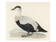 Eider Duck by Reverend Francis O. Morris Limited Edition Print