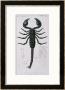 African Scorpion by Francois Le Vaillant Limited Edition Pricing Art Print