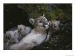Mother Mountain Lion, Felis Concolor, Rests With Her Two-Week-Olds by Jim And Jamie Dutcher Limited Edition Print