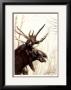 Moose by Robert Pow Limited Edition Print