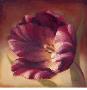 Eventide Tulip by Paulo Romero Limited Edition Print