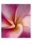 Detail Of Plumeria At Molokai Plumerias, Molokai, Hawaii, Usa by Bruce Behnke Limited Edition Pricing Art Print