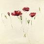 Abgehoben I by Gerti K. Brauer Limited Edition Print