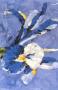 Blue Iris by Nicoletta Belletti Limited Edition Print