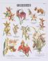 Orchids Teaching Chart by Deyrolle Limited Edition Pricing Art Print