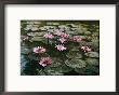 Beautiful Pink Lotus Water Lilies Bloom In A Canal In Bangkok by W. Robert Moore Limited Edition Print