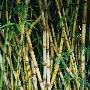 Bamboo Cane by Bernd Vogel Limited Edition Print