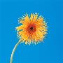 Spider Gerbera Daisy by Heide Benser Limited Edition Print