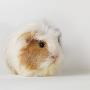 Guinea Pig Sitting On White Background by Jens Lucking Limited Edition Print