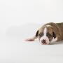 Dog Lying On White Background by Jens Lucking Limited Edition Print
