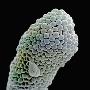 Scanning Electron Microscope Image Of Stigma (Penta Lanceolata) by Scientifica Limited Edition Print