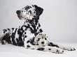 Adult Dalmatian With Stuffed Toy Dog by Seth Joel Limited Edition Pricing Art Print