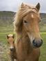 Horses, Mare And Colt, Near Husafell, West Iceland by Mary Ellen Mcquay Limited Edition Pricing Art Print