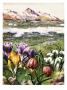 Crocus, Snowdrops, And Checkered Lily Bloom On An Alpine Meadow by National Geographic Society Limited Edition Pricing Art Print