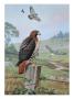 Red-Tailed Hawk Sits On Fence; Kingbird Chases Hawk Near Marsh Hawk by National Geographic Society Limited Edition Print