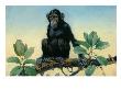 The Chimpanzee Inhabits Equatorial Africa by National Geographic Society Limited Edition Print