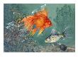 A Veiltail And Shubunkin Swim Together Through Ludwigia by National Geographic Society Limited Edition Pricing Art Print