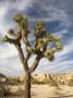 A Joshua Tree In An Arid Landscape by Sean Russell Limited Edition Print