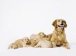 A Golden Retriever With Her Puppies by Julia Christe Limited Edition Print