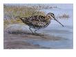 A Painting Of A Wilson's Snipe by Louis Agassiz Fuertes Limited Edition Print